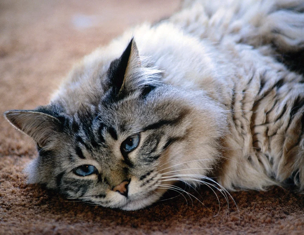 Süße Katzen