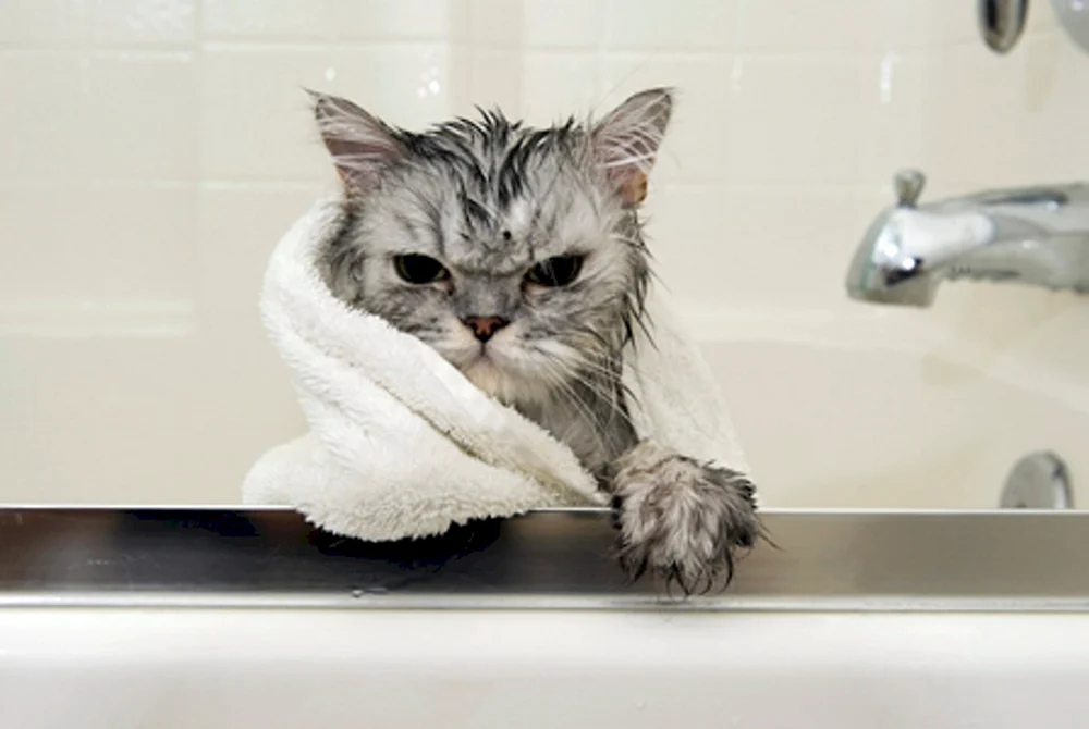 Nasse Katze