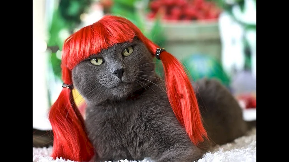 Katze mit Perücke
