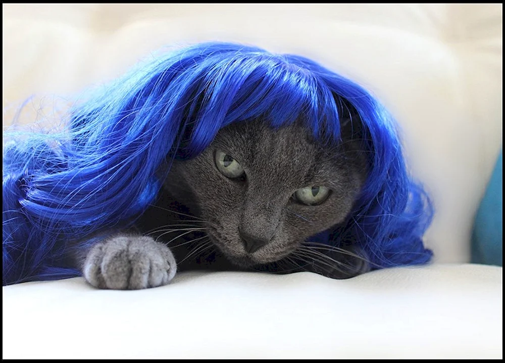 Katze mit Perücke. Perücke