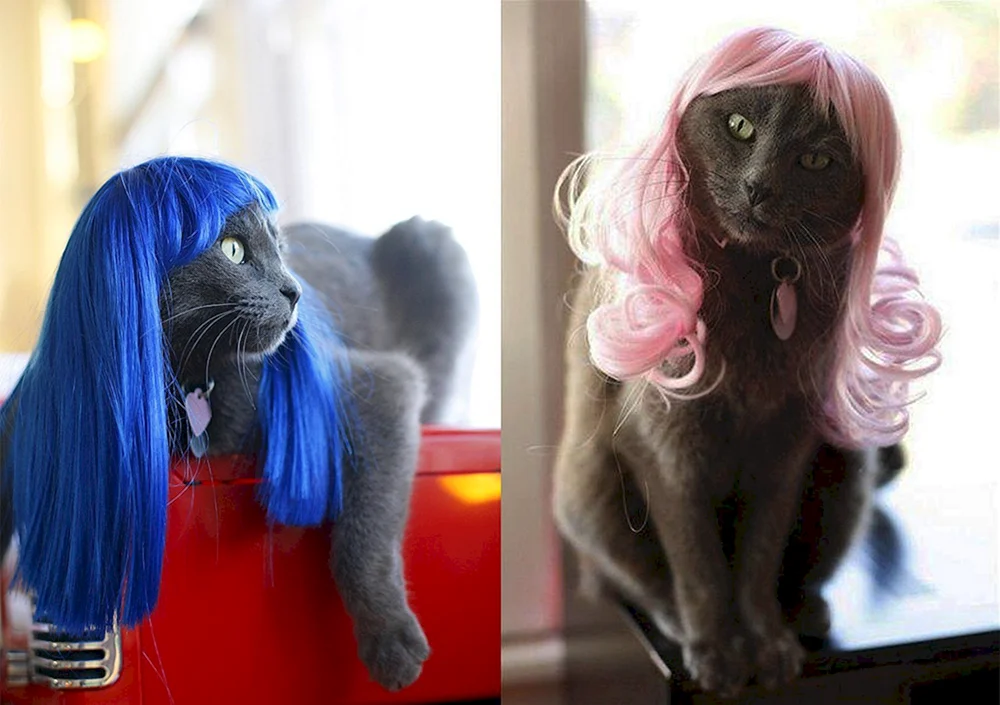 Katze mit Pony