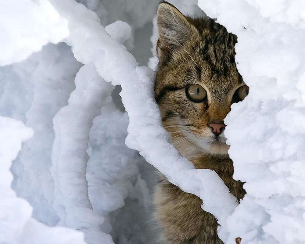 Katze im Schnee