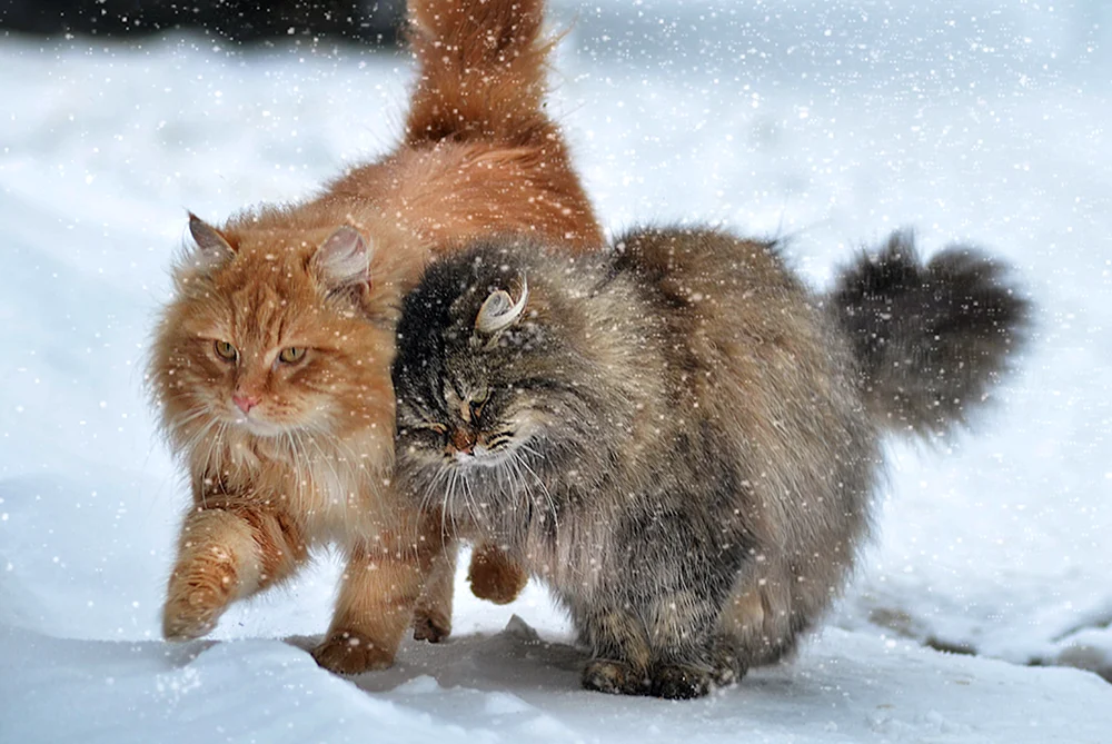 Alaskanische Schneekatze