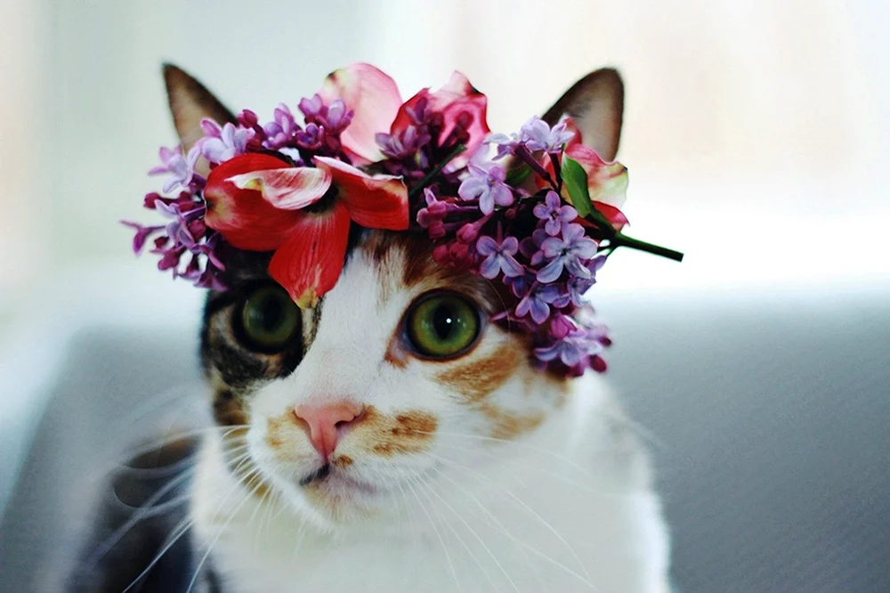 Katzen im Frühling