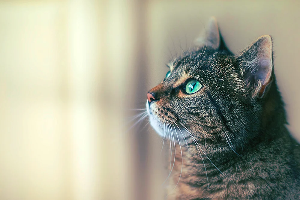 Katze denkend
