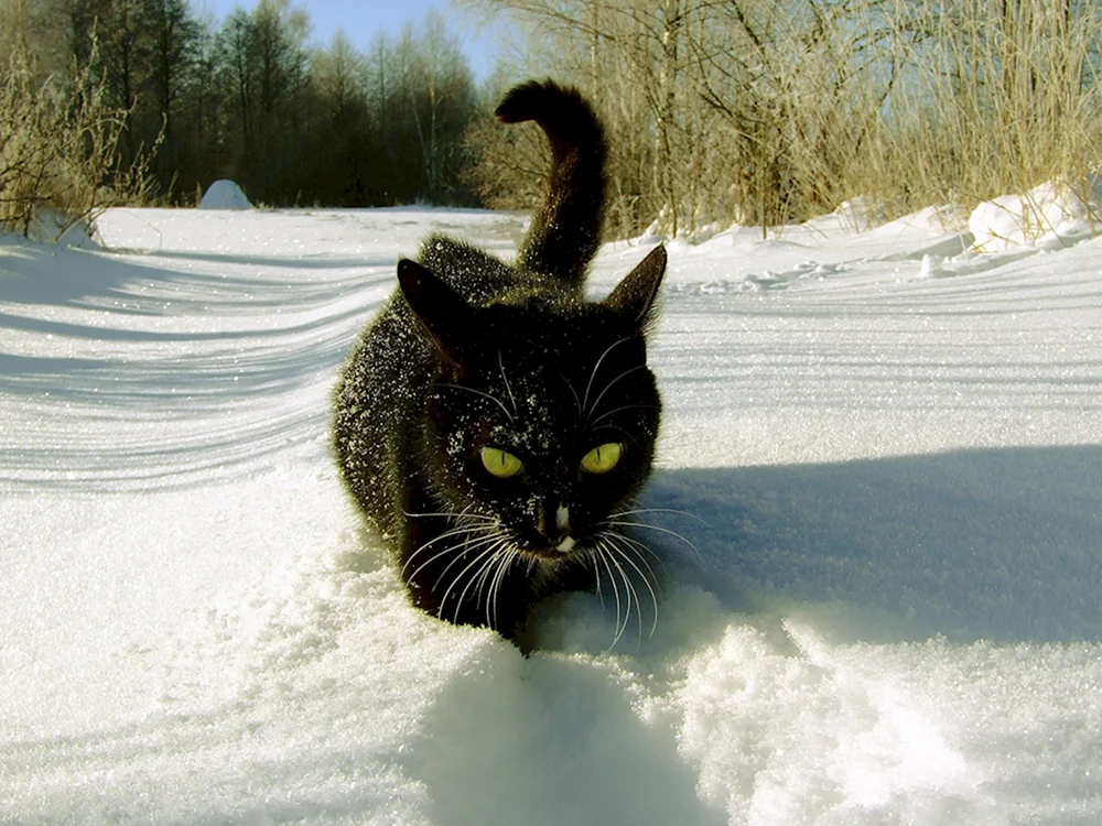 Katze im Winter