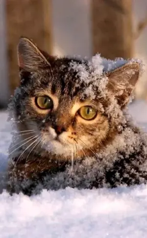 Katze Winter