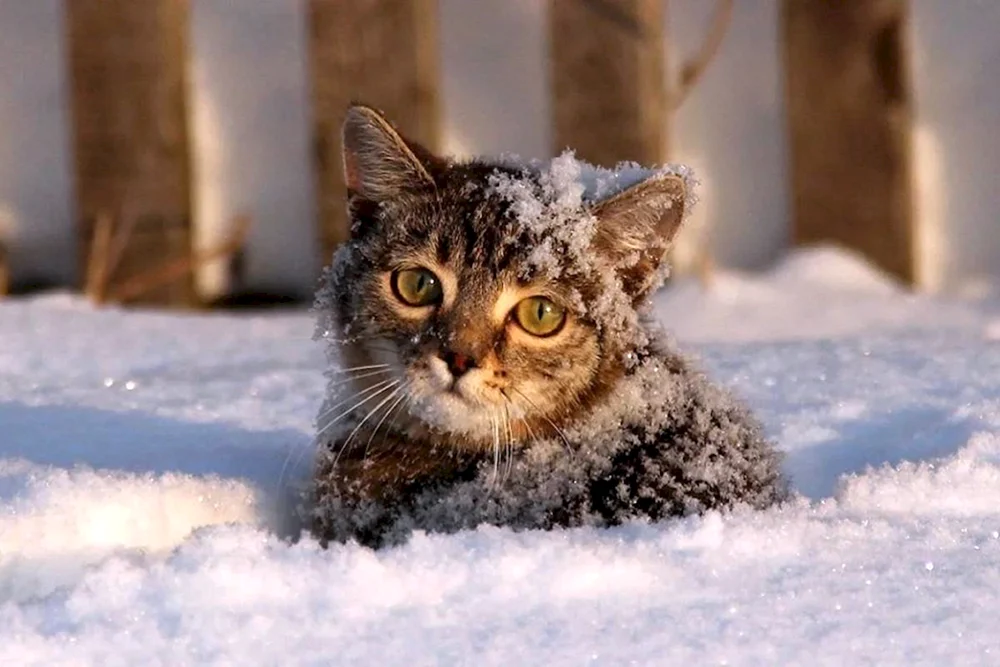 Katze Winter