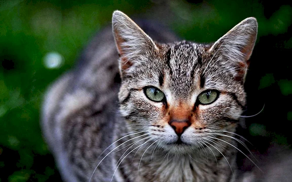 Katzengesicht