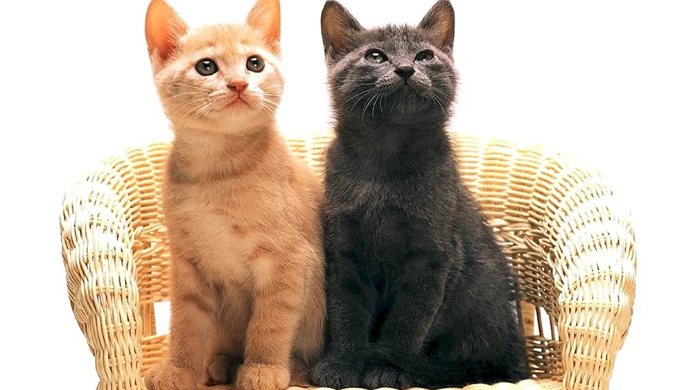 Katzen