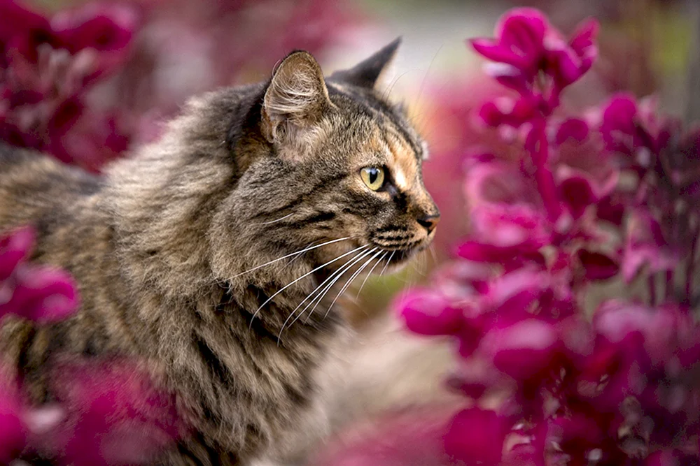 Katze in Blumen