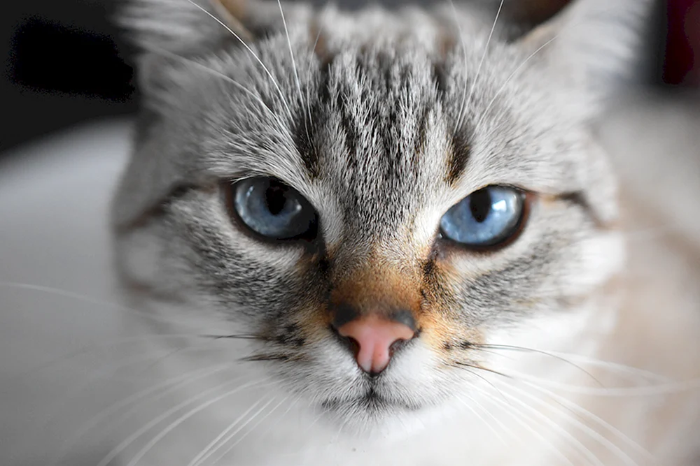 Katzen