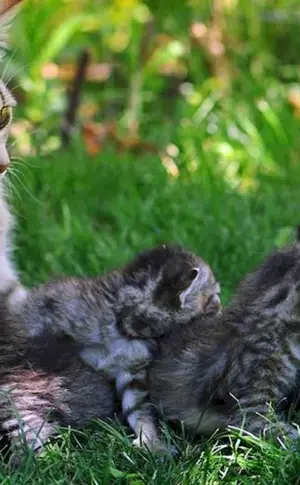 Katzen