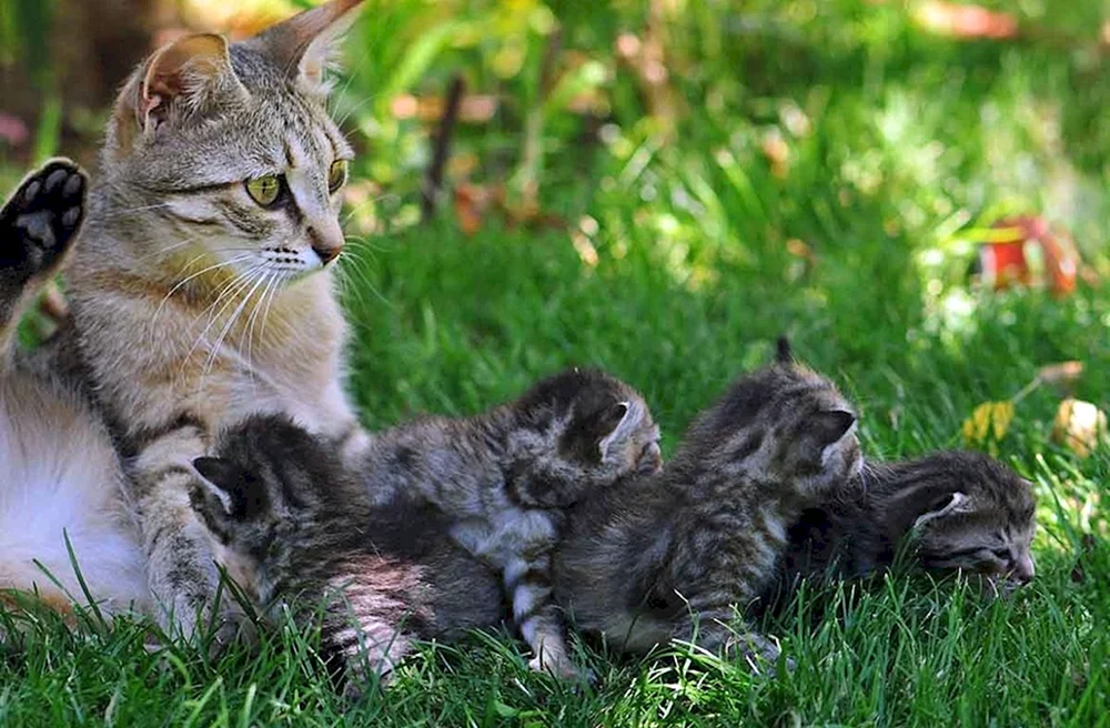 Katzen