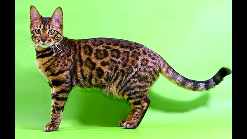 Bengalische Katze