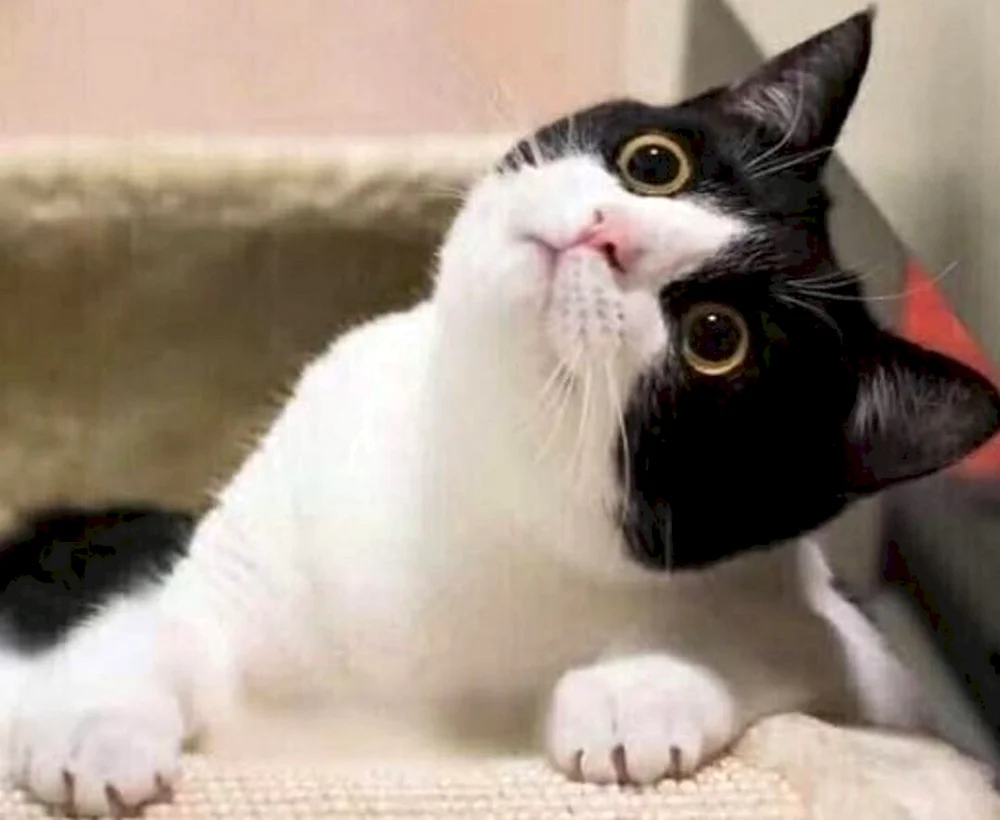 Katzen zweifarbiger Rasse