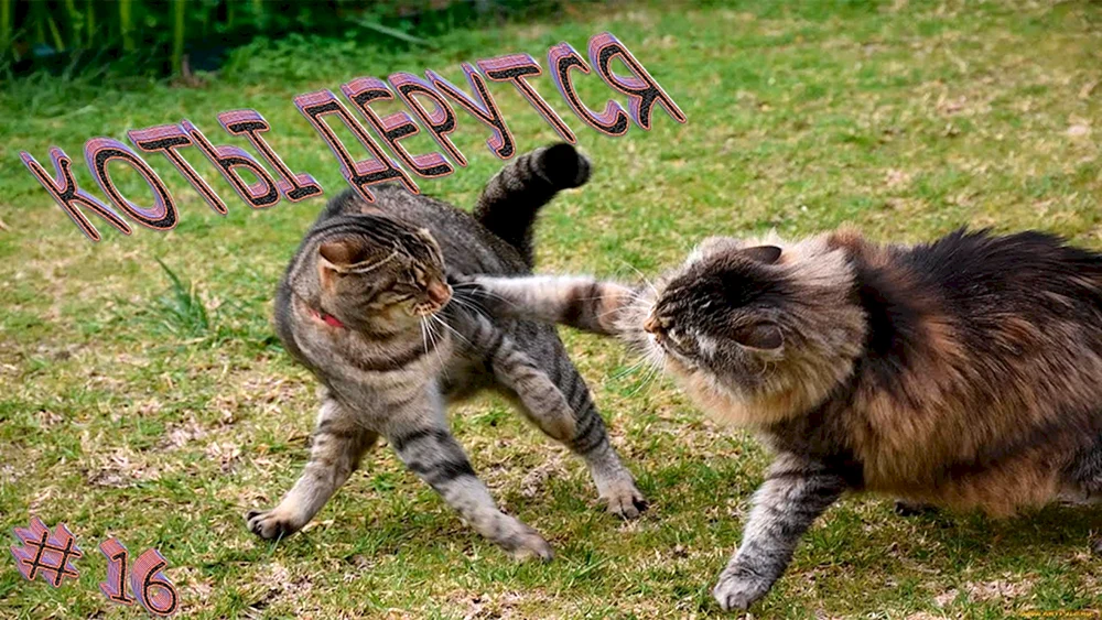 Katzen kämpfend