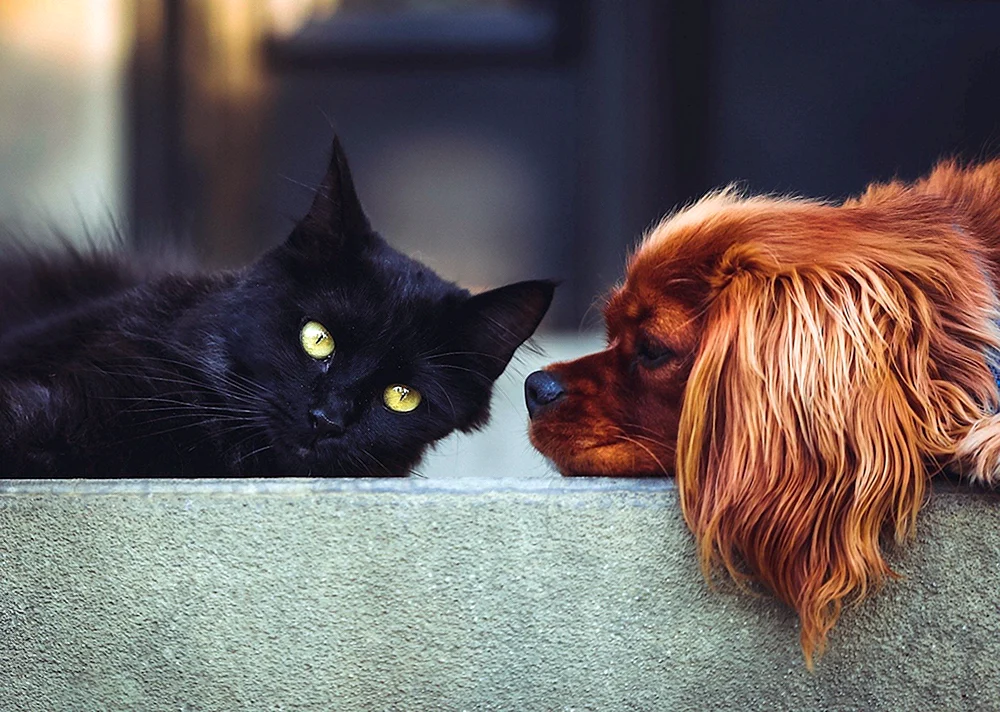Katzen und Hunde
