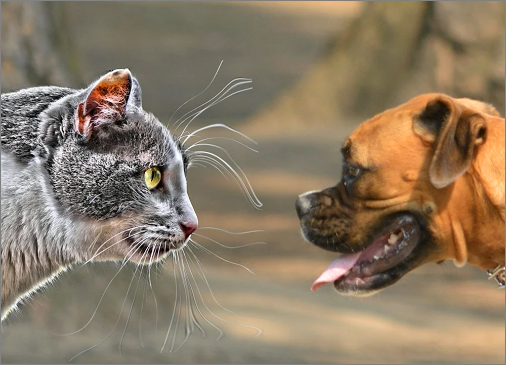 Katzen kämpfende