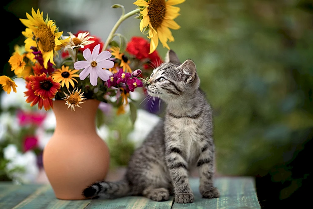 Katzen und Blumen