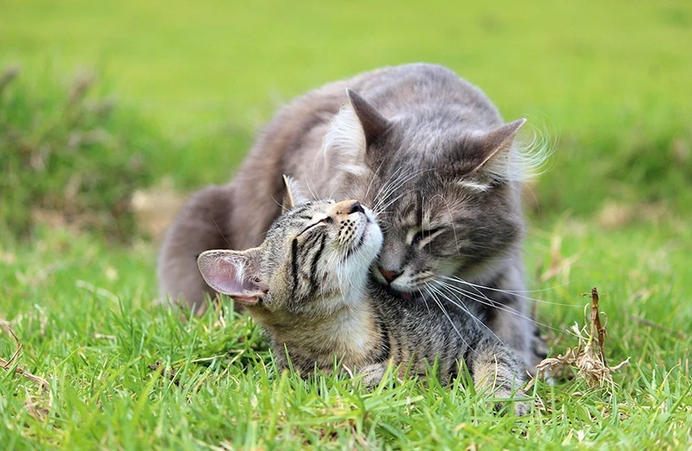 Süße Katzen