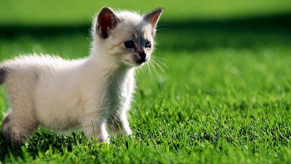 Kleine Katzen