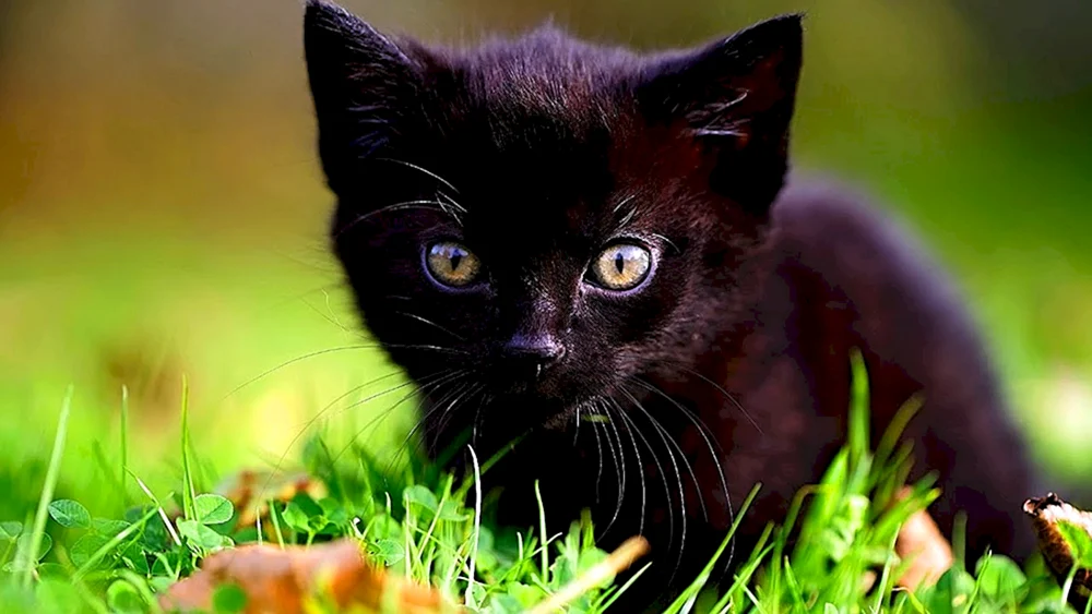 Kleine schwarze Katzen