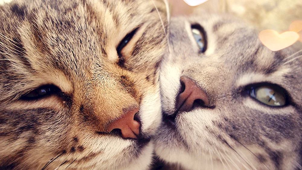 Katzen kuscheln