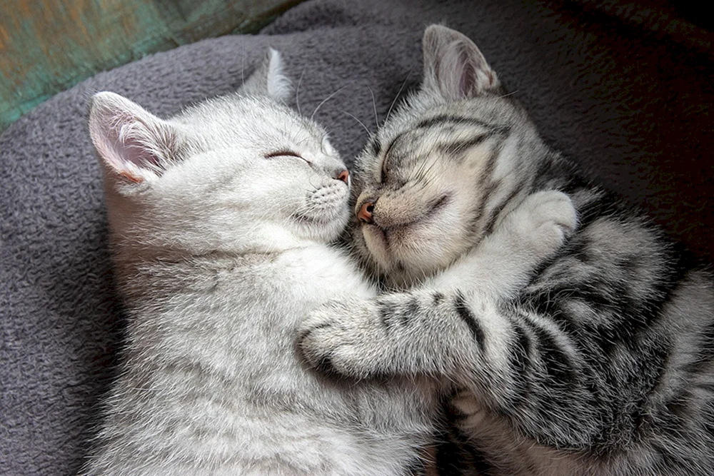 Katzen knuddeln