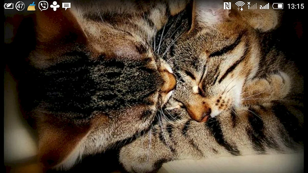 Katzen kuscheln
