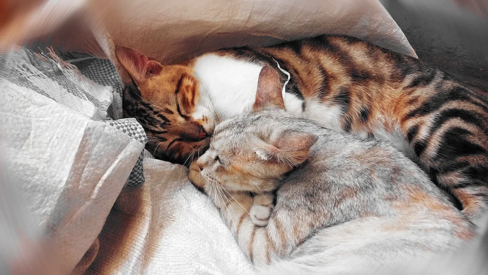 Katzen knuddeln