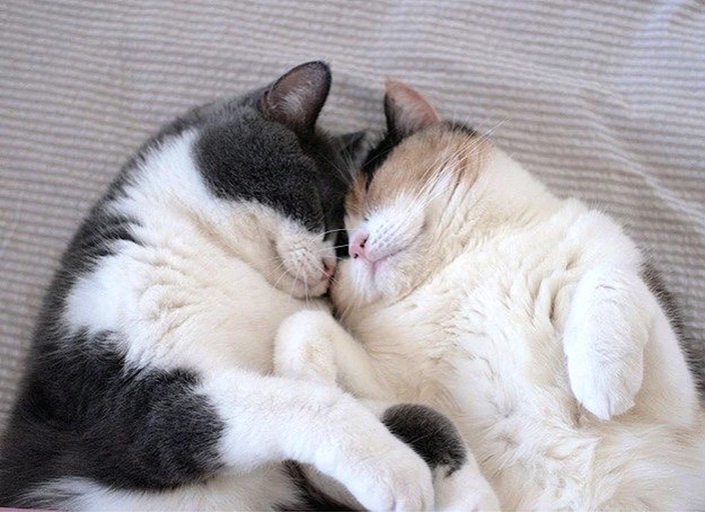 Katzen knuddeln
