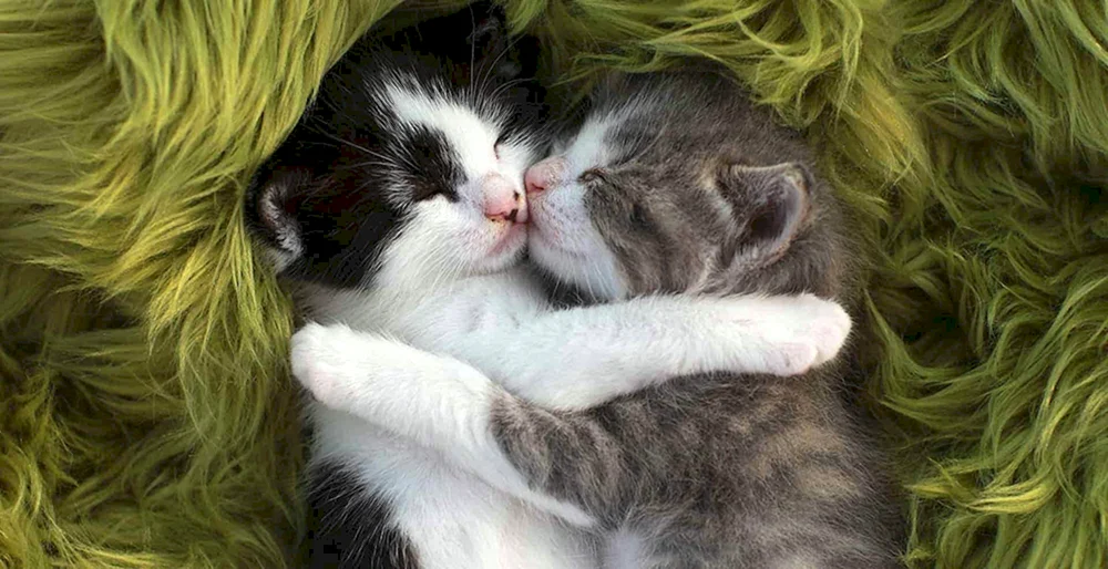 Süße Katzen kuscheln