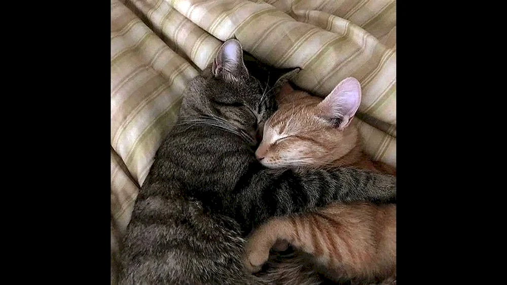 Katzen knuddeln