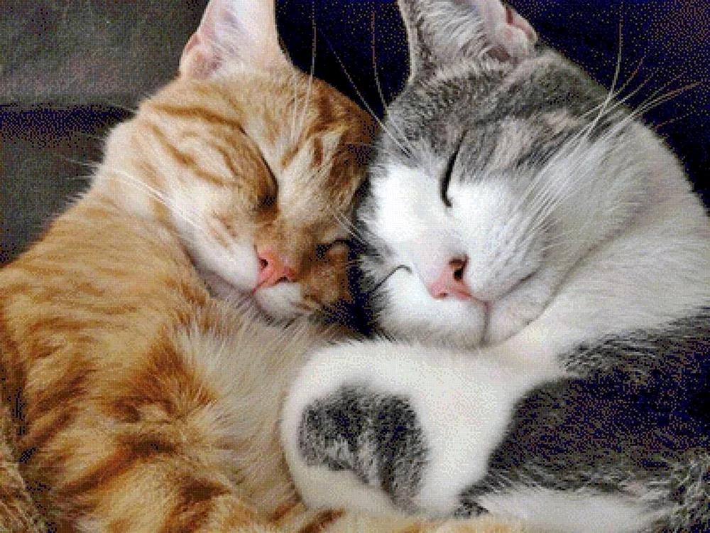 Katzen knuddeln