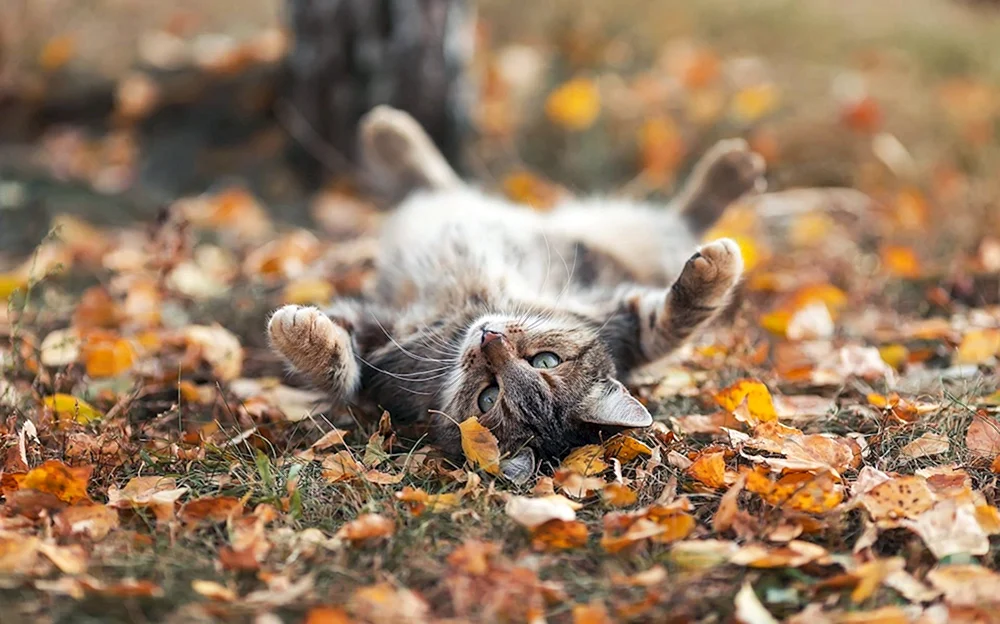 Herbstkatze