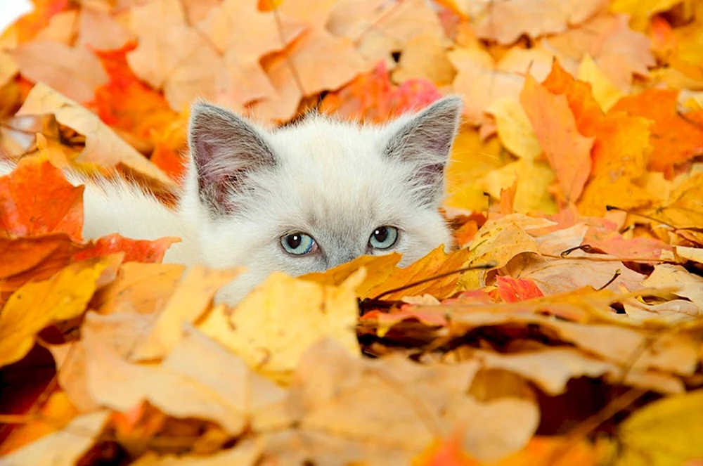 Herbstkatze