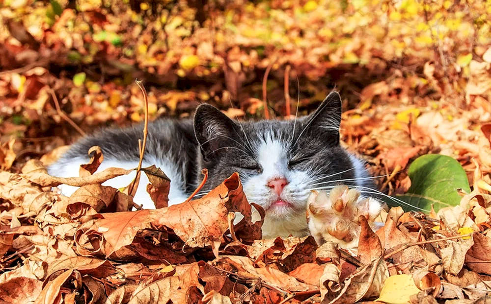 Herbstkatze