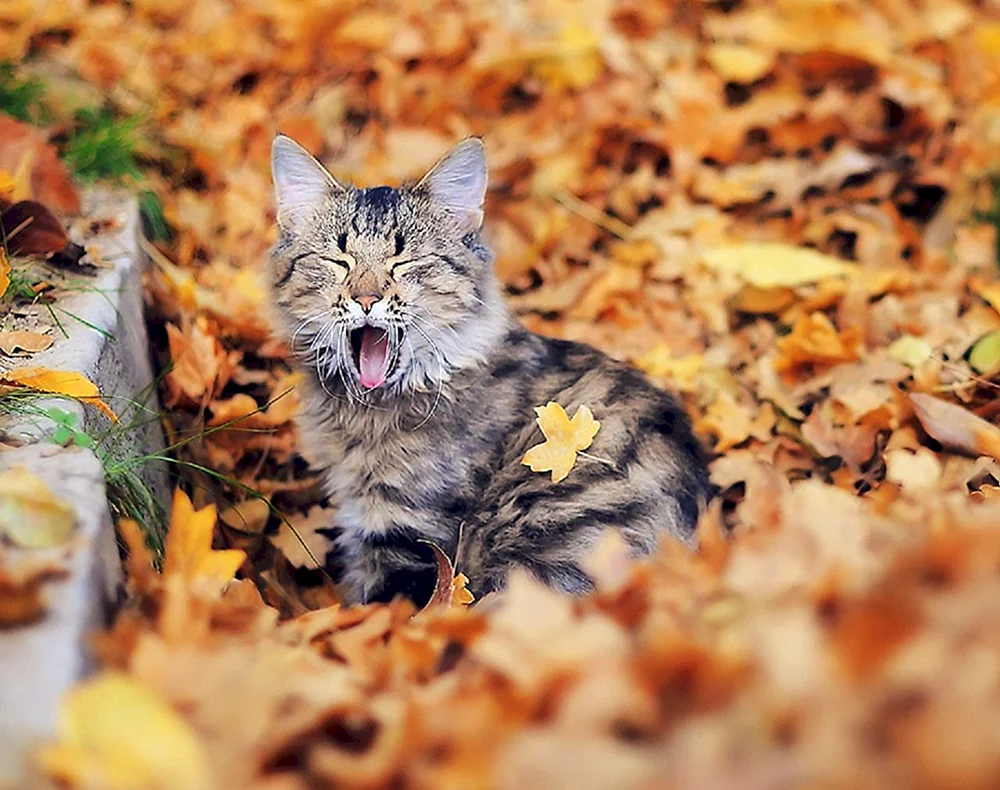 Britische Katze Chiara