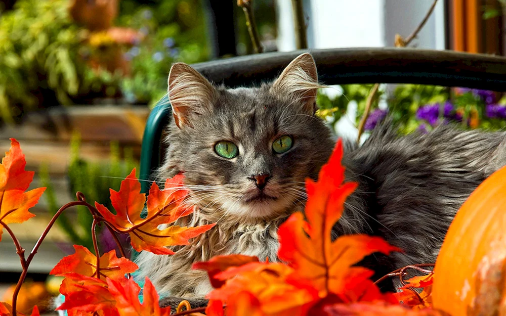 Herbstkatze