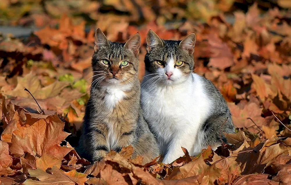 Herbstkatze