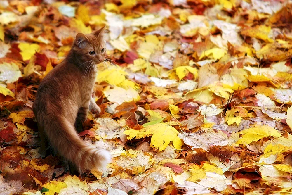 Herbstkatze