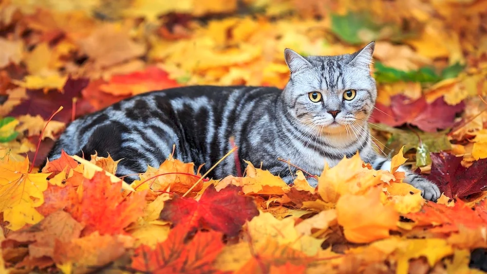 Herbstkatze
