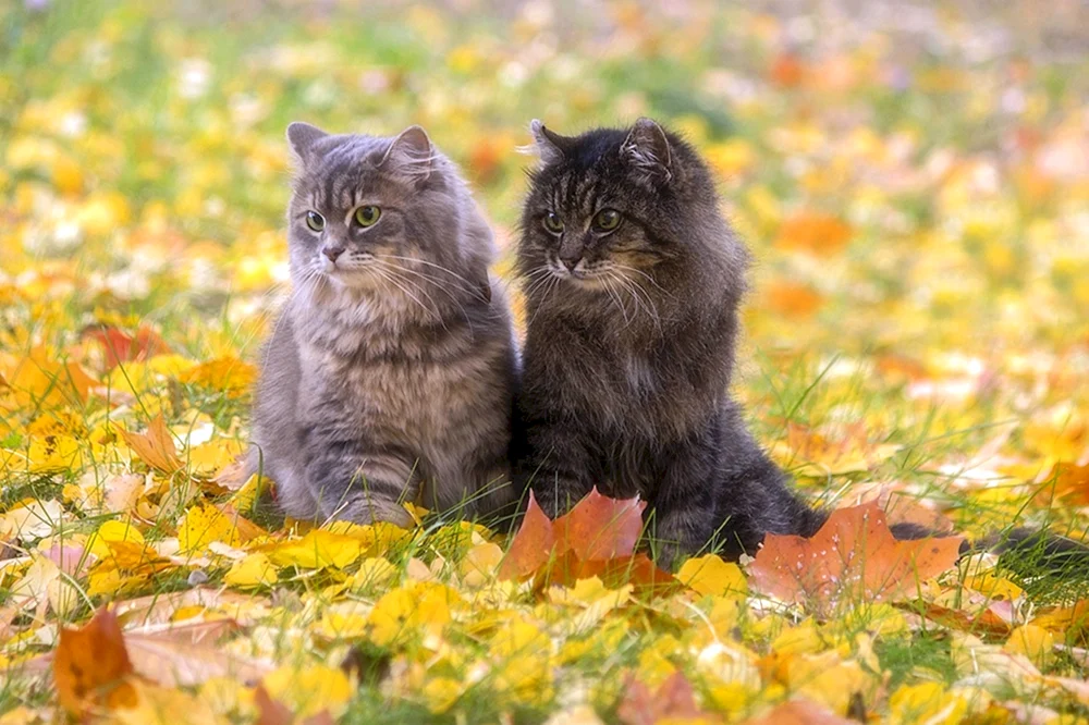 Herbstkatze