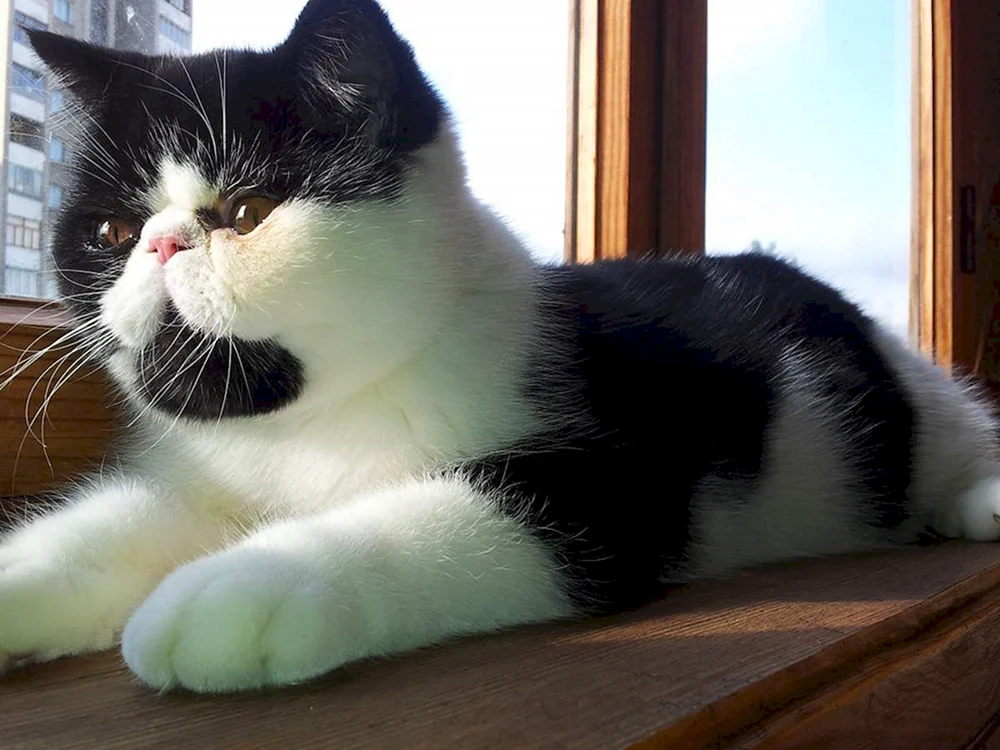 Hängeohren exotische Munchkin Katze Exotische Katzen