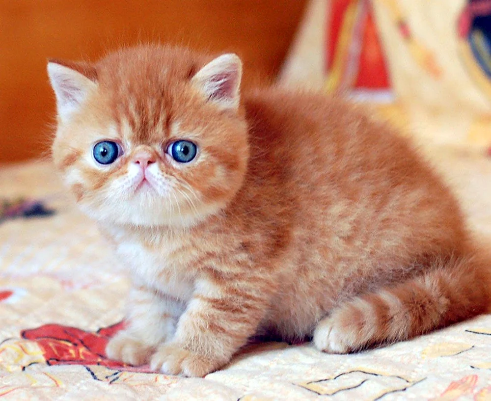 Exotische Katzen