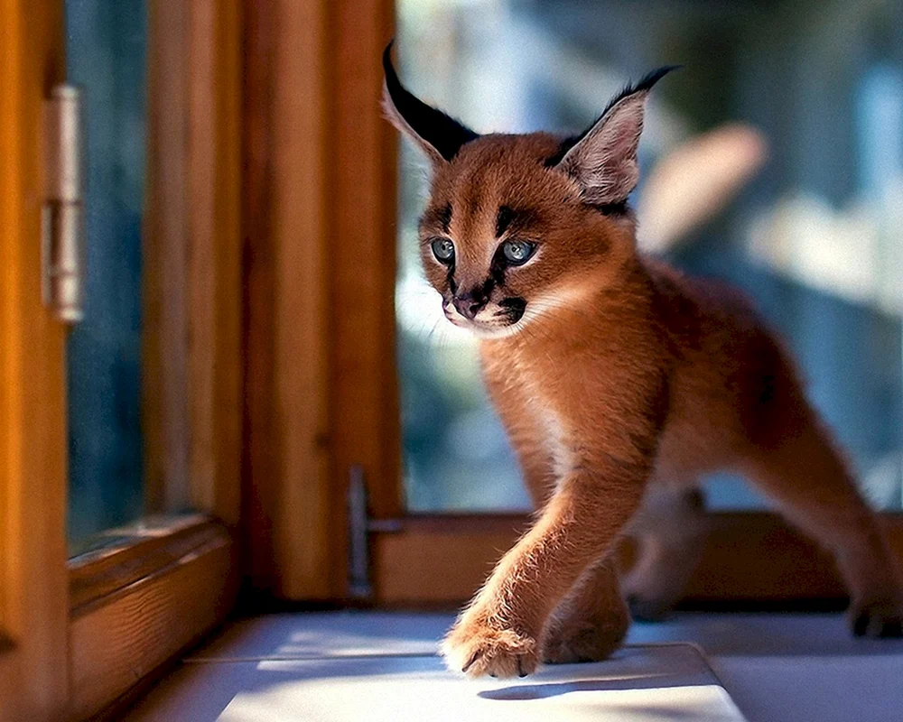 Bengal-Katze