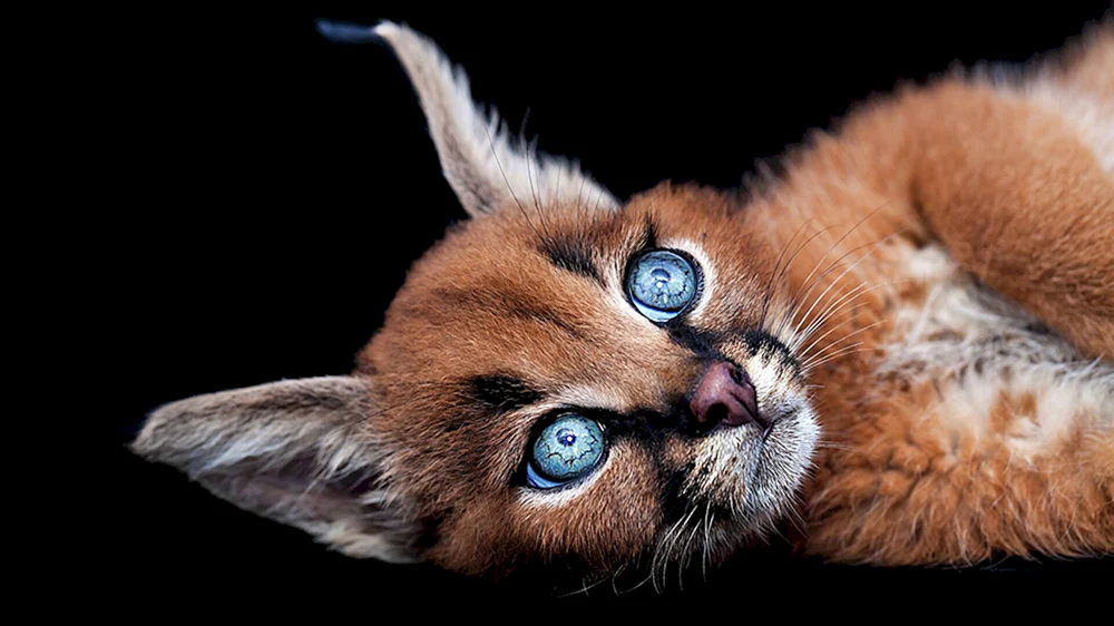 Maine Coon Asherah
