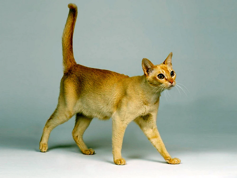Katzen der Ceylon-Rasse