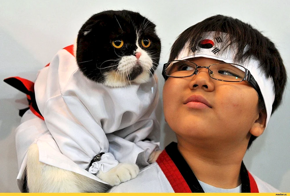 Exotische Katzen